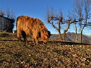 In CANTO ALTO da Cler di Sedrina - Prati Parini il 15 mgennaio 2022 - FOTOGALLERY